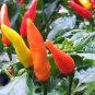 Heirloom Hawaii Red Yellow Pod Chili Pepper Organic 100 Seeds