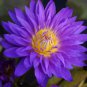 Dark Purple Water Lily Nymphaea Corolata Aquatic Plants 2 Seeds