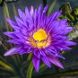 Dark Purple Water Lily Nymphaea Corolata Aquatic Plants 2 Seeds