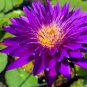 Dark Purple Water Lily Nymphaea Corolata Aquatic Plants 2 Seeds
