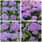 Beautiful Ageratum Conyzoides  120 Seeds