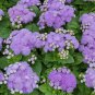 Beautiful Ageratum Conyzoides 120 Seeds