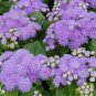 Beautiful Ageratum Conyzoides 120 Seeds