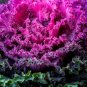 Brassica oleracea Ornamental Cabbage Kale 20 Seeds