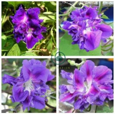Purple Hige & Solid Morning Glory 100 Seeds