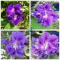 Purple Hige & Solid Morning Glory 100 Seeds