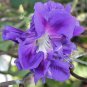 Purple Hige & Solid Morning Glory 100 Seeds