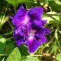 Purple Hige & Solid Morning Glory 100 Seeds
