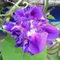 Purple Hige & Solid Morning Glory 100 Seeds