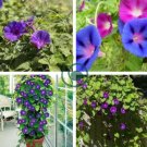 Vines Twining Vines, Morning Glory bonsais 20 Seecs
