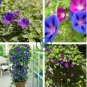 Vines Twining Vines, Morning Glory bonsais 20 Seecs