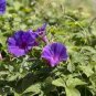Vines Twining Vines, Morning Glory bonsais 20 Seecs