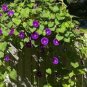 Vines Twining Vines, Morning Glory bonsais 20 Seecs