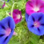 Vines Twining Vines, Morning Glory bonsais 20 Seecs