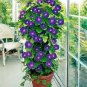 Vines Twining Vines, Morning Glory bonsais 20 Seecs