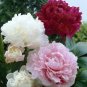 Rare Peony Plants Top Brass Peony 20 Seeds
