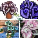 Begonia Bonsai Flower Plant for Plant Home Garden 200 Seeds