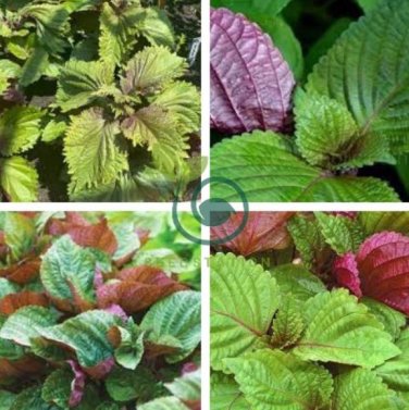 Bi-Coloured Salad Perilla Shiso 200 Seeds