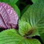 Bi-Coloured Salad Perilla Shiso 200 Seeds
