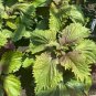 Bi-Coloured Salad Perilla Shiso 200 Seeds