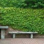 Creepers Green Boston Ivy Bonsai Green Leaf Flowers Plant 400 Seeds