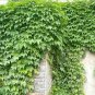 Creepers Green Boston Ivy Bonsai Green Leaf Flowers Plant 400 Seeds