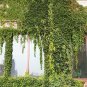 Creepers Green Boston Ivy Bonsai Green Leaf Flowers Plant 400 Seeds