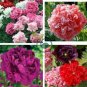 Peony Flower Seeds Pink Double Flowers 40 seeds
