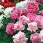 Peony Flower Seeds Pink Double Flowers 40 seeds