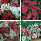Imported Caladium Plant Outdoor & Indoor Perennial Flowers 400 Seeds