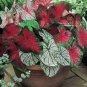 Imported Caladium Plant Outdoor & Indoor Perennial Flowers 400 Seeds