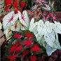 Imported Caladium Plant Outdoor & Indoor Perennial Flowers 400 Seeds