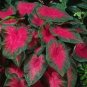 Imported Caladium Plant Outdoor & Indoor Perennial Flowers 400 Seeds