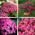 Pentas Lanceolata Flower Bonsai 100 Seeds