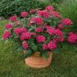 Pentas Lanceolata Flower Bonsai 100 Seeds