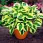 Colorful hosta seeds Indoor bonsai flower 200 seeds
