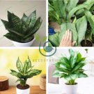 Aglaonema spp Sansevieria Bonsai Indoor Plants 200 Seeds