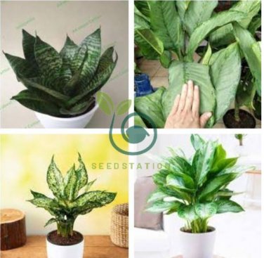 Aglaonema spp Sansevieria Bonsai Indoor Plants 200 Seeds