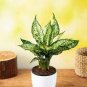 Aglaonema spp Sansevieria Bonsai Indoor Plants 200 Seeds
