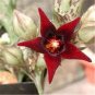 Stapelia Pulchella Bonsai Lithops Mix Succulents 200 Seeds