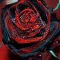 Black Rose Seeds Flower With Red 200 Seeds