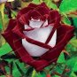 Black Rose Seeds Flower With Red 200 Seeds