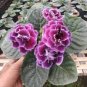 Gloxinia Plant Mixed Purple White Pink 200 Seeds