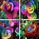 Exotic Rainbow Rose Plants Mixed Colors 200 Seeds