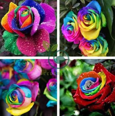 Exotic Rainbow Rose Plants Mixed Colors 200 Seeds