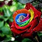 Exotic Rainbow Rose Plants Mixed Colors 200 Seeds