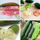 Novel Finger Limes Citrus Pomegranate Bonsai 40 seeds