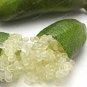 Novel Finger Limes Citrus Pomegranate Bonsai 40 seeds