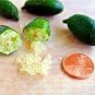 Novel Finger Limes Citrus Pomegranate Bonsai 40 seeds