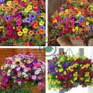 Balcony Patio Flower Bonsai Mixed Color Hanging Petunia 400 Seeds